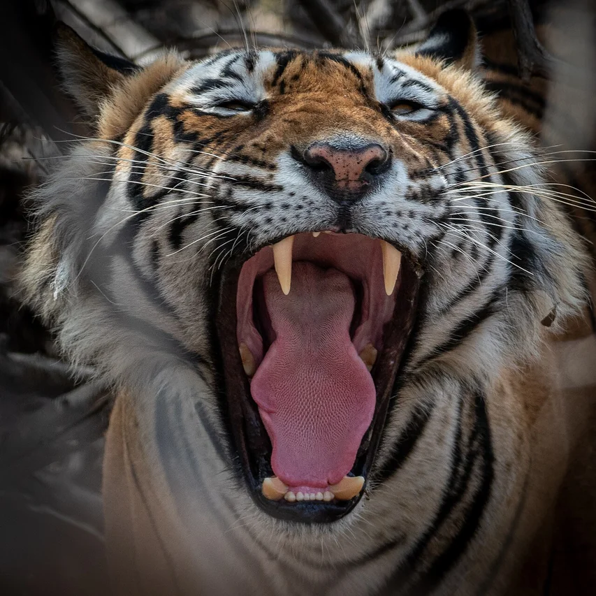 Photographie — Safari Tour au Rajasthan