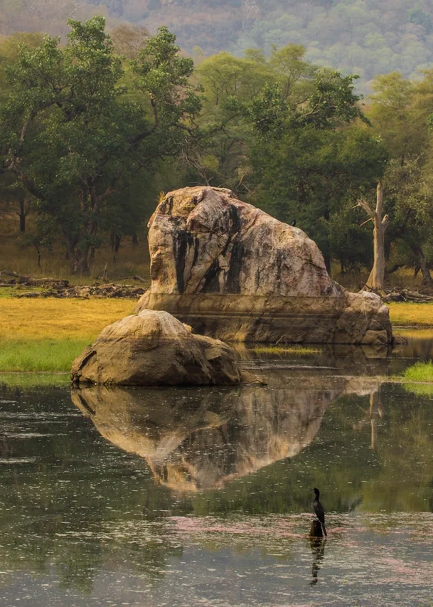 Safari au Rajasthan