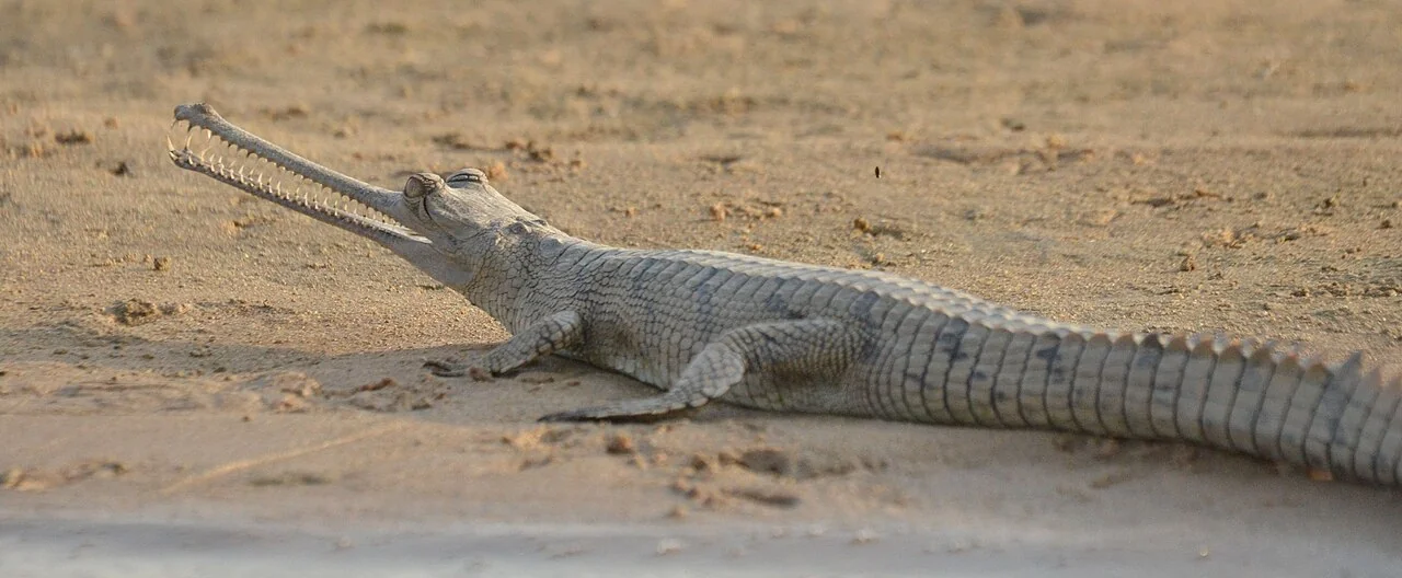 La rivière Chambal