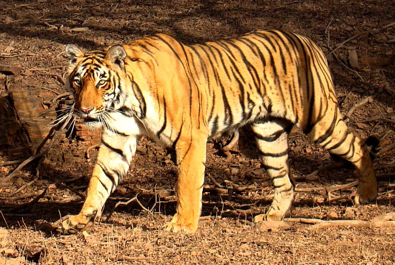 Photographie — Safari Tour au Rajasthan