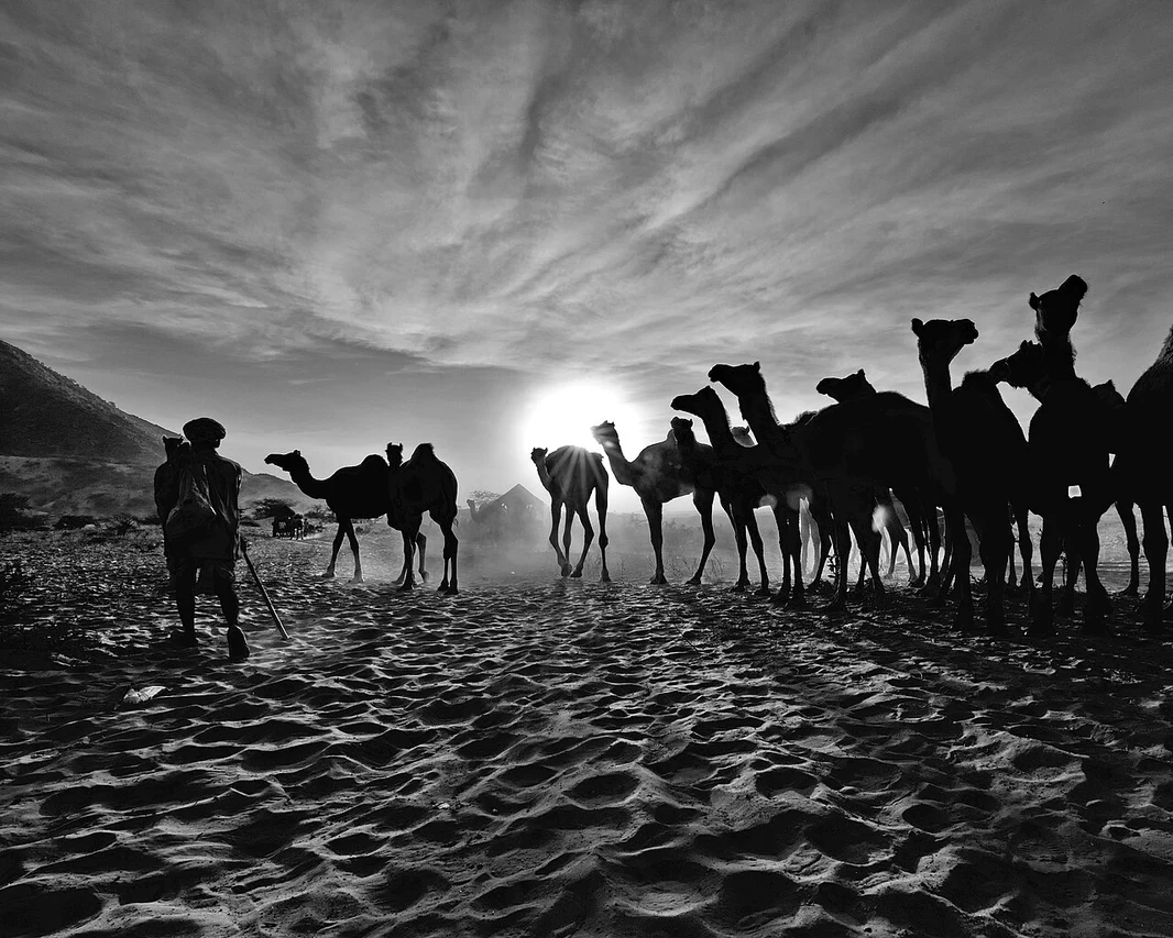 La foire de Nagaur
