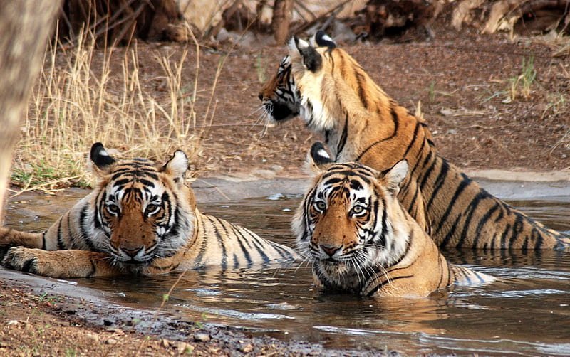 Tigre dans le parc national de Ranthambore