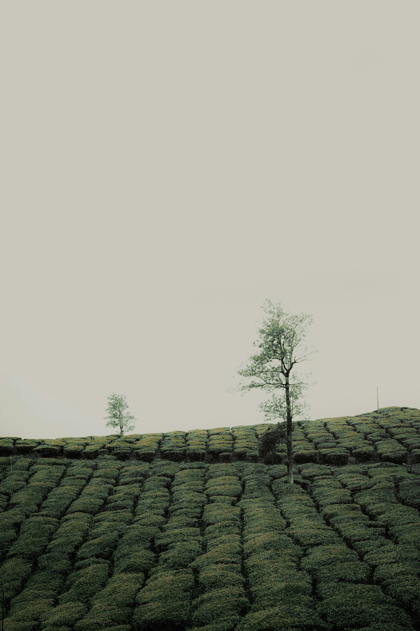 Plantations de Thé Émeraude à Munnar