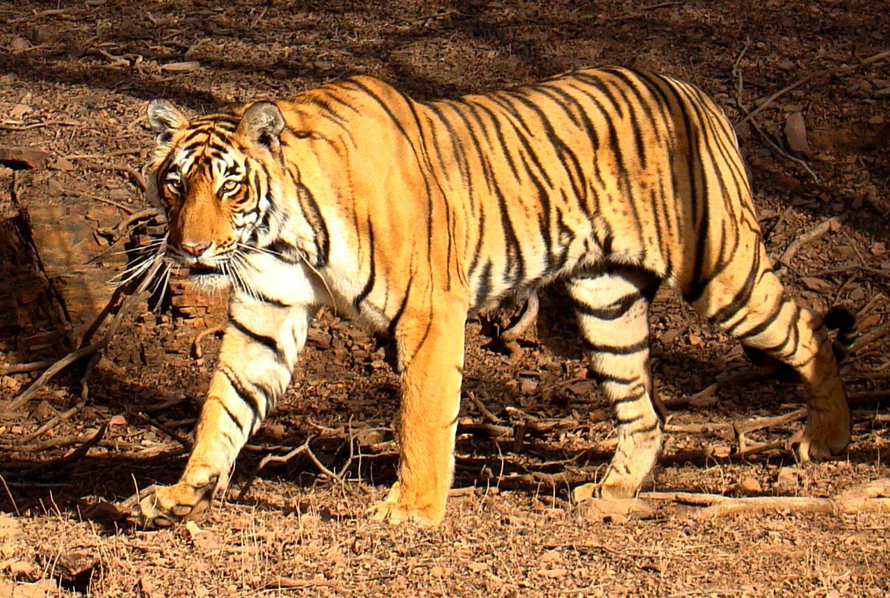 Ranthambore - Le Royaume du Tigre Royal du Bengale